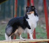  - Séance Photo à l'agility  EDEN!!