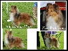  - Belgian Shetland Sheepdog Club Show