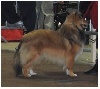  - Luxembourg 82 nd International Dog Show 