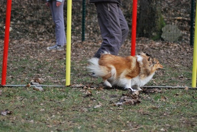 de la roche aux Sources - Nathe et Baby en Deuxième Degré agility