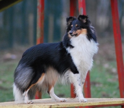 de la roche aux Sources - Séance Photo à l'agility  EDEN!!