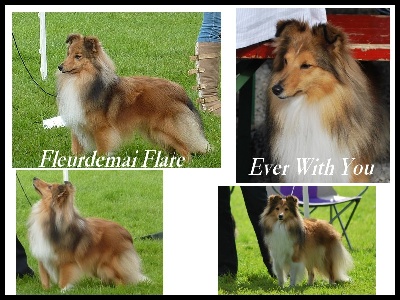 de la roche aux Sources - Belgian Shetland Sheepdog Club Show