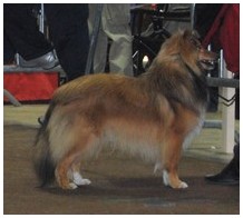 de la roche aux Sources - Luxembourg 82 nd International Dog Show 